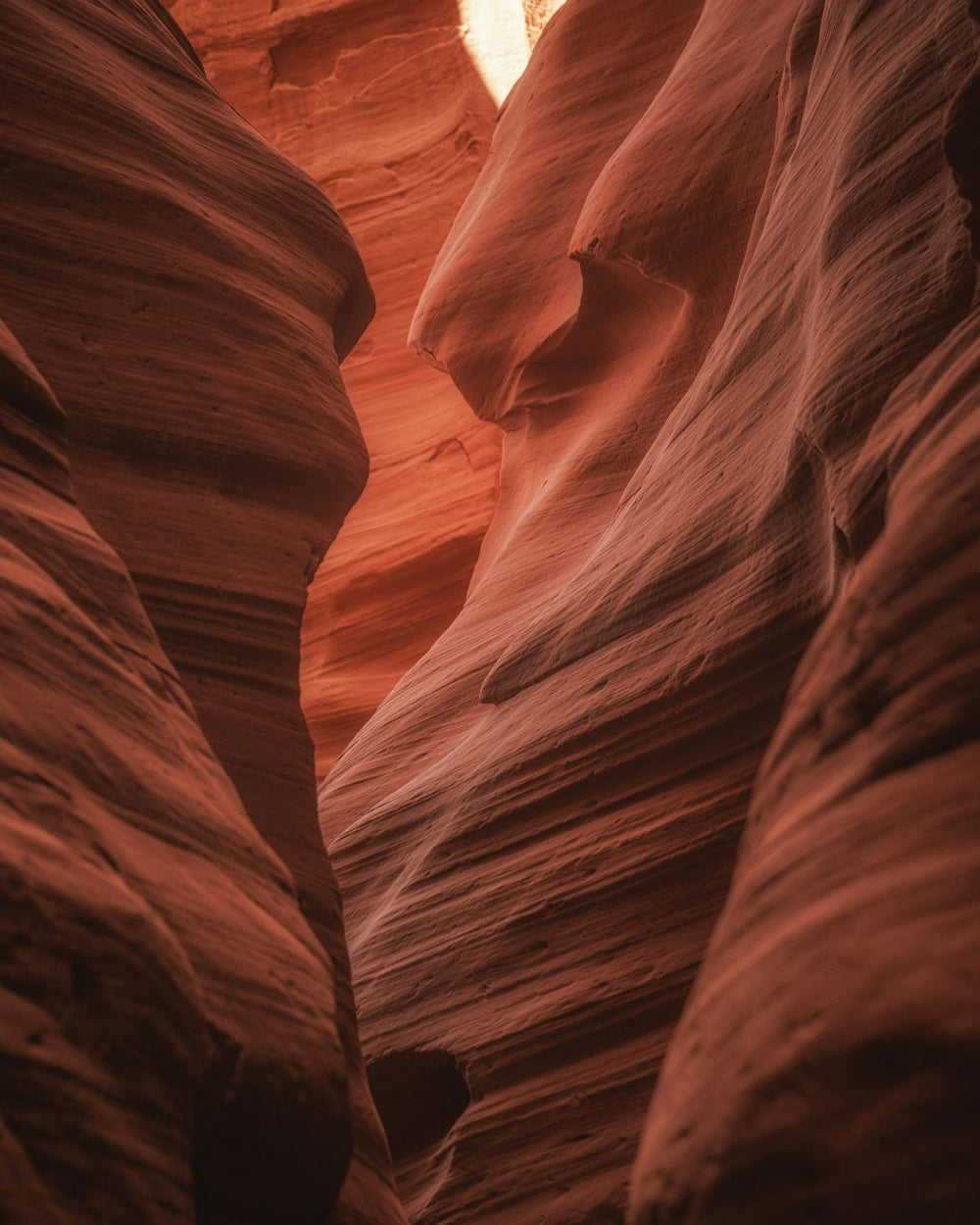 Canyora Claude Vases