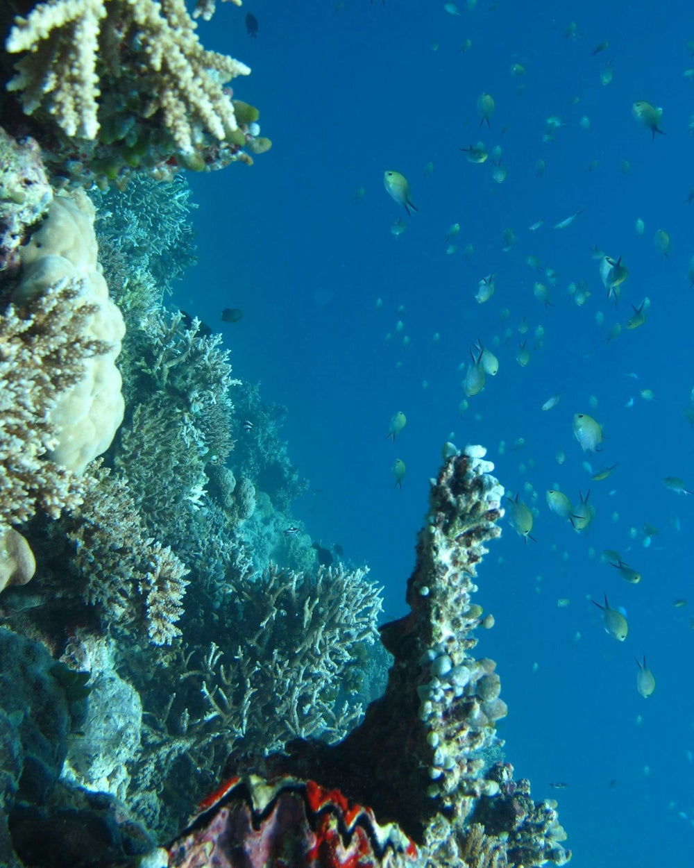 Mariselva Claude Vase