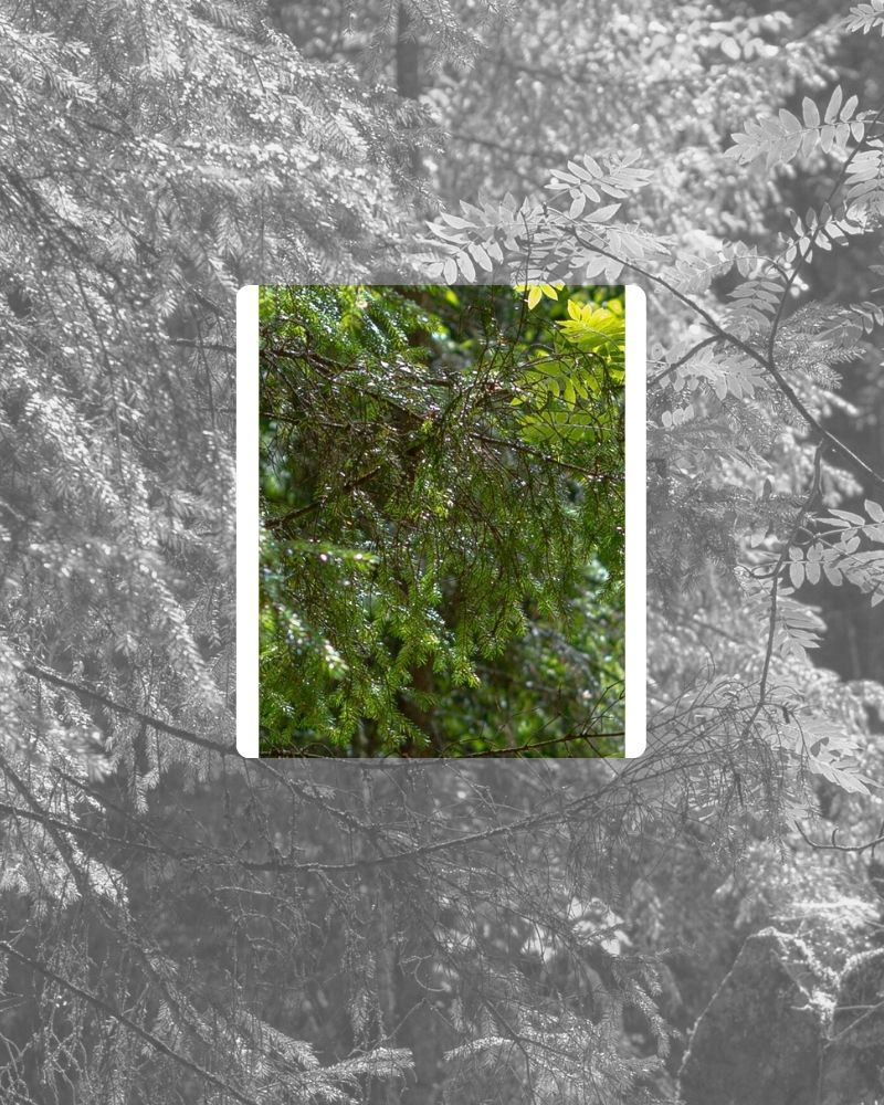 117 Canopea Claude Vase