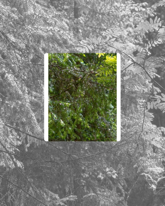 117 Canopea Claude Vase