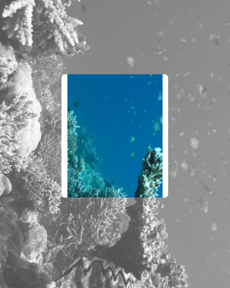 106 Mariselva Claude Vase