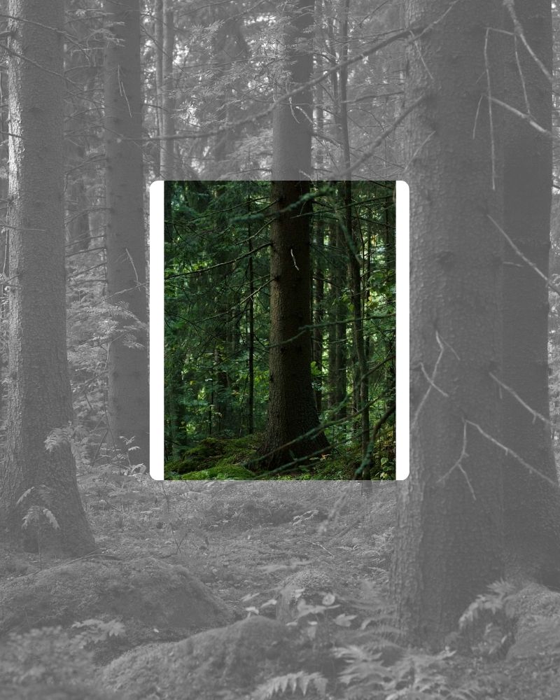 121 Soleaf Claude Vase