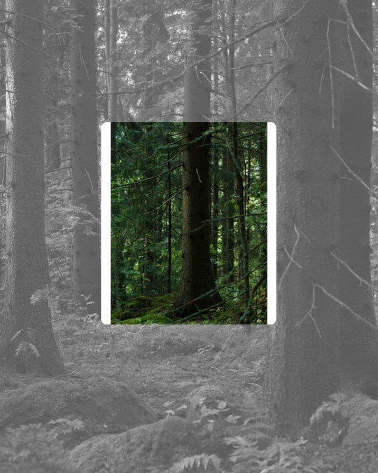 121 Soleaf Claude Vase